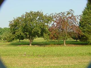 Apple Scab, Apple Scab control, PentraBark, AgriFos, bark treatment, 